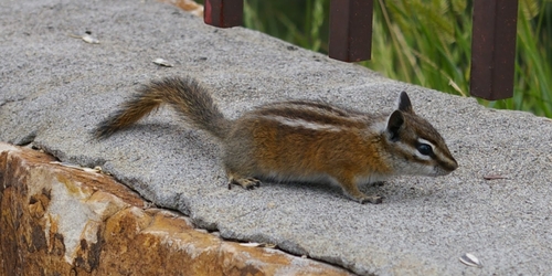 Uinta Chipmunk photographed in Wyoming