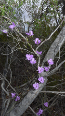 Thysanotus manglesianus