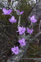 Thysanotus manglesianus