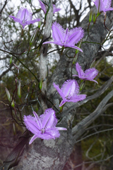 Thysanotus manglesianus