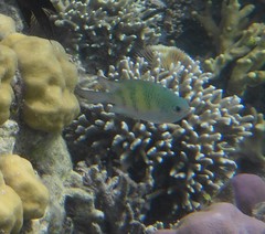 Amblyglyphidodon curacao