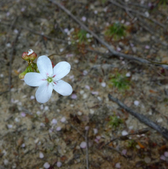 Drosera spilos