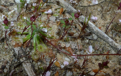 Drosera spilos