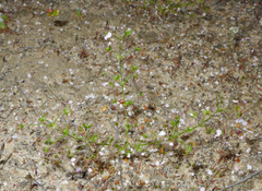 Drosera humilis