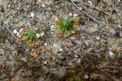 Drosera spilos