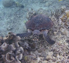 Eretmochelys imbricata
