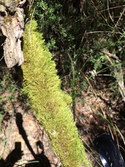 Hypnum cupressiforme filiforme