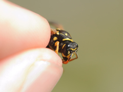 Polistes dominula