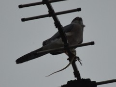 Accipiter badius