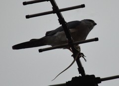 Accipiter badius
