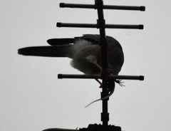 Accipiter badius