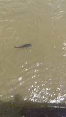 Steindachneridion melanodermatum