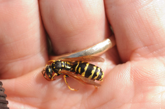 Polistes dominula