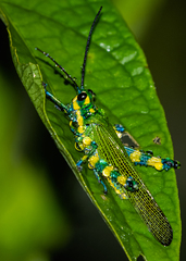 Chromacris psittacus