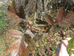 Crataegus pinnatifida