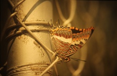 Charaxes saturnus saturnus