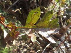 Crataegus pinnatifida