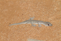 Strophurus williamsi