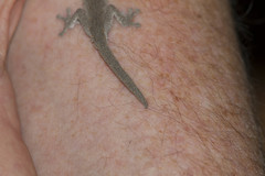 Strophurus williamsi