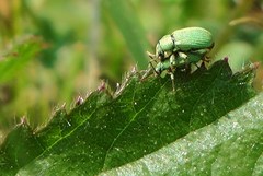 Phyllobius roboretanus