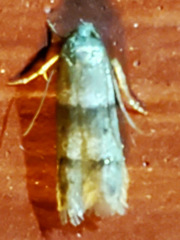 Blastobasis pulchella