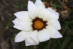 Dimorphotheca pluvialis