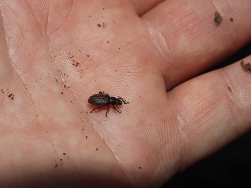 Pušinis trumpastraublis