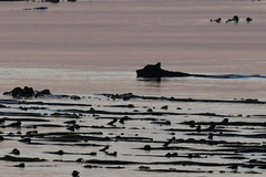 Canis lupus crassodon