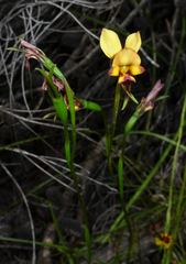 Diuris tinkeri