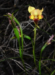 Diuris tinkeri