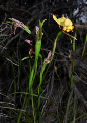 Diuris tinkeri