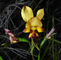 Diuris tinkeri