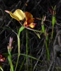 Diuris tinkeri
