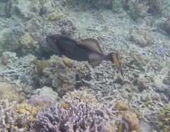 Balistoides viridescens