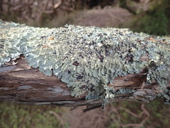 Notoparmelia erumpens