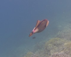 Balistoides viridescens