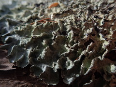 Notoparmelia erumpens