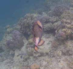 Balistoides viridescens