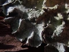 Notoparmelia erumpens