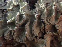 Notoparmelia erumpens