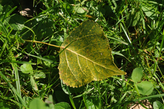 Populus × canadensis