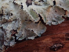 Notoparmelia erumpens