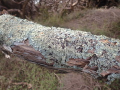 Notoparmelia erumpens