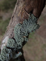 Notoparmelia erumpens