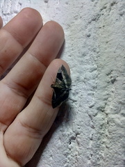 Lamprosema sinaloanensis