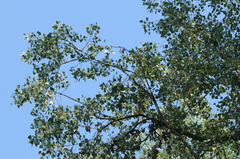 Populus × canadensis