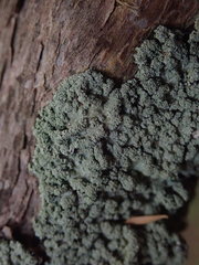 Notoparmelia erumpens