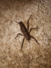 Nesoecia nigrispina