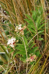 Pimelea gnidia