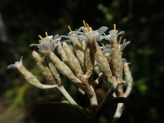 Olearia pachyphylla